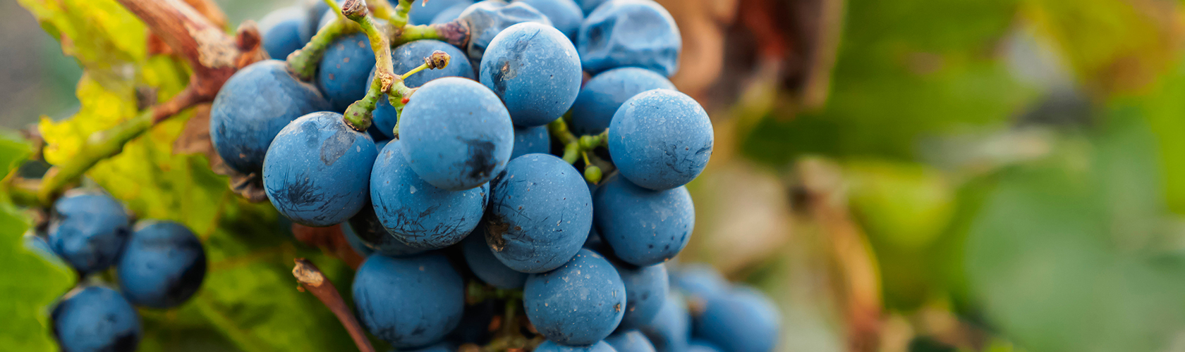 Vinhos feitos com outras uvas para quem adora Malbec