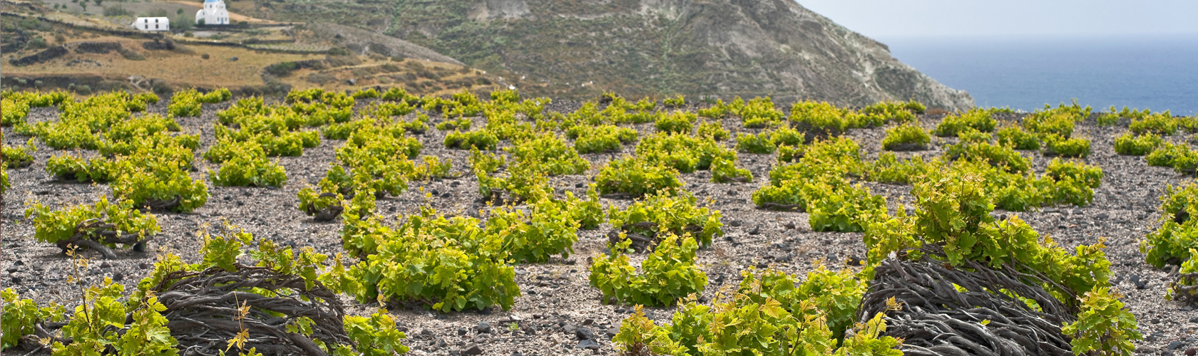 Vinhos para sair do lugar comum
