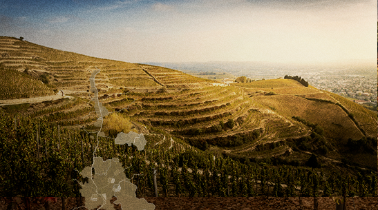 Vinhos do Vale do Rhône