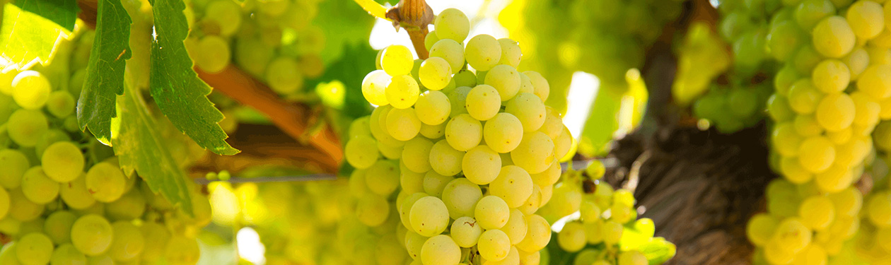 Uva Chardonnay: origem, características e estilos de vinho