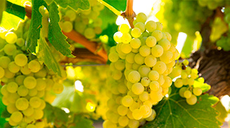 Uva Chardonnay: origem, características e estilos de vinho