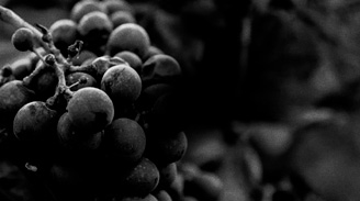 Uva Malbec: tudo o que você precisa saber sobre este ícone